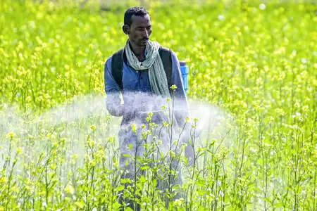 रबी फसलों की बुआई का कुल क्षेत्रफल बढ़कर 650 लाख हेक्टेयर के पार