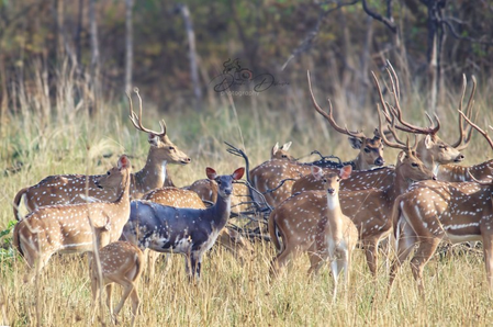 उमरेड करांडला अभयारण्य में दिखा दुर्लभ काला चीतल