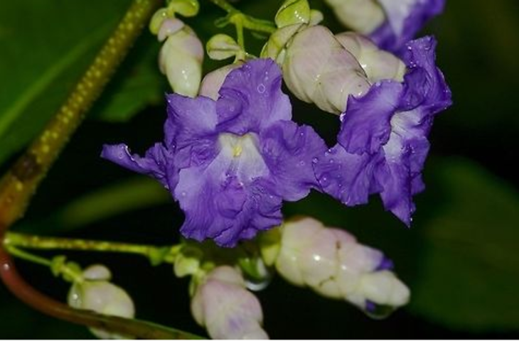 कर्वी के फूलों में तेज गिरावट गोवा के मौसम में गड़बड़ी का संकेत