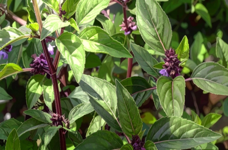 मरुआ खांसी और गले की खराश कम करने में मददगार, मुंह की दुर्गंध को करता है दूर