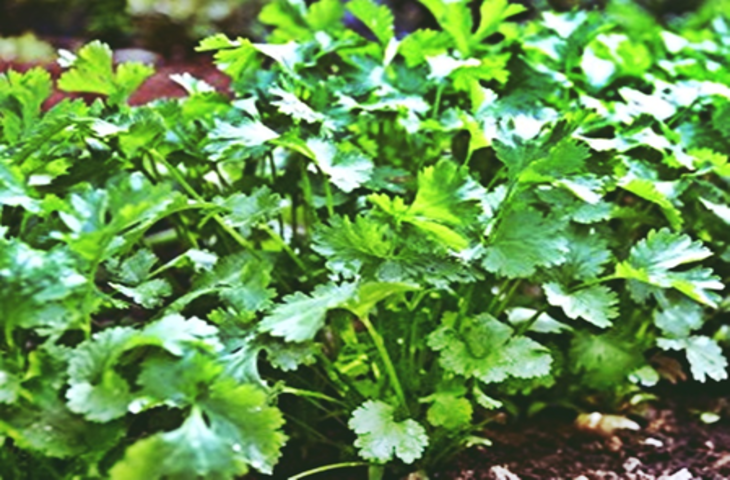 स्वास्थ्य के लिए वरदान तो स्वाद बढ़ाने में लाजवाब, धनिया के अनगिनत फायदे
