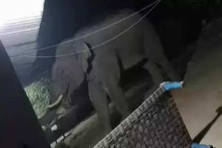 झारखंड : गोइलकेरा में हाथी ने मचाया कोहराम, तीन दिन में पांच को कुचलकर मार डाला