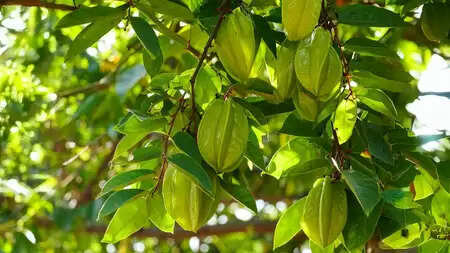 ब्लड प्रेशर, कोलेस्ट्रॉल या दिल से जुड़ी समस्या से हैं परेशान? इस पेड़ की छाल दिलाएगी मुक्ति