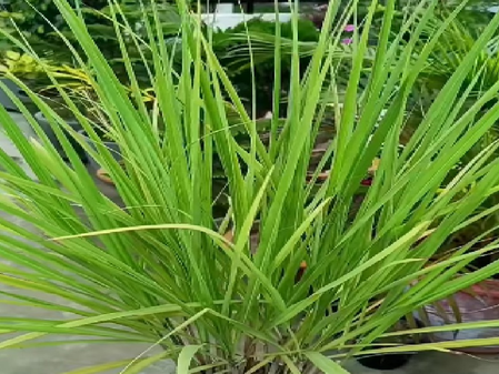 छोटा सा लेमन ग्रास है बड़े काम की चीज, खाने से लेकर लगाने में लाभकारी