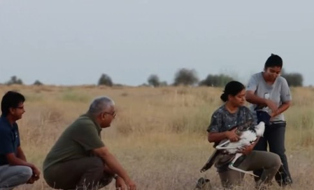 ग्रेट इंडियन बस्टर्ड के संरक्षण में बड़ी सफलता, पर्यावरण मंत्री ने कहा-'वैज्ञानिकों की तारीफ के लिए कम हैं शब्द'