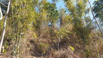पंजाब मंत्रिमंडल ने 'ग्रीन कवर' बनाए रखने के विधेयक को मंजूरी दी