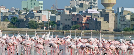 मन की बात: कच्छ की 'फ्लेमिंगो सिटी' के मुरीद हुए पीएम मोदी, पक्षियों को बताया 'लाखा जी के बाराती'