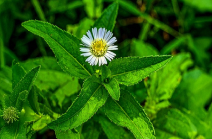भृंगराज: सिर्फ बालों के लिए ही नहीं, पित्त और वात को भी संतुलित करने में सहायक, जानें सेवन के लाभ