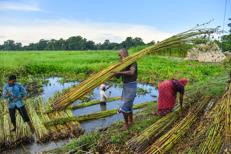 केंद्र ने कच्चे जूट के लिए एमएसपी बढ़ाई, प्रति क्विंटल 275 रुपए का इजाफा किया