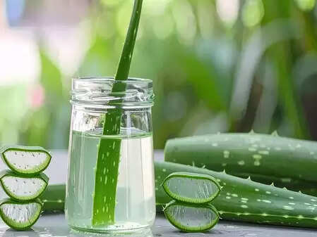 शीत ऋतु में त्वचा और बालों के लिए संजीवनी है एलोवेरा, जानें उपयोग के तरीके