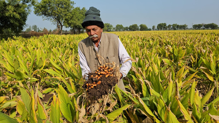 गुजरात के किसान ने चार एकड़ हल्दी को पाउडर और अचार में बदलकर 11 लाख रुपए की कमाई की