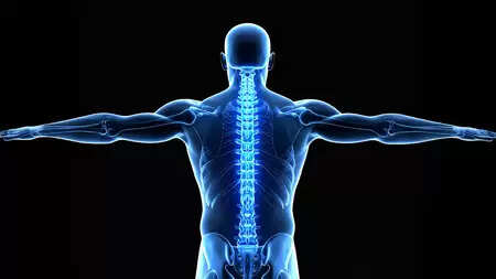 शरीर का पिलर, प्रोटेक्टर और शॉक एब्जॉर्बर है रीढ़ की हड्डी, जानिए कैसे करता है काम