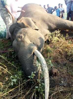 कर्नाटक : चामराजनगर में झील के पास मिला जंगली हाथी का शव, जांच के लिए भेजे गए नमूने