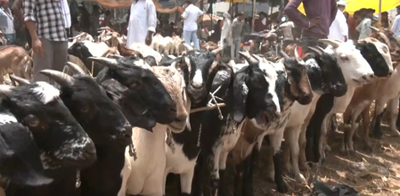 पटना में बकरीद पर तोतापरी और बाबरी नस्ल की बकरियों की भारी डिमांड, यूपी के कई जिलों में प्रशासन अलर्ट