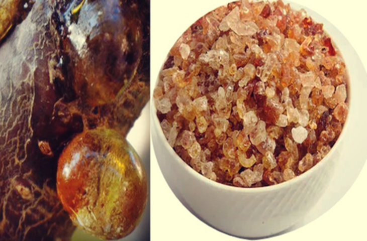 भीषण गर्मी में भी शरीर को ठंडक प्रदान करेगा गोंद कतीरा, जानें इसके चमत्कारी फायदे