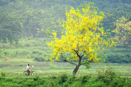 जिन इलाकों में लगे होते हैं खूब सारे पेड़, वहां बुजुर्ग आबादी रहती है डिप्रेशन से कोसों दूर: स्टडी में खुलासा