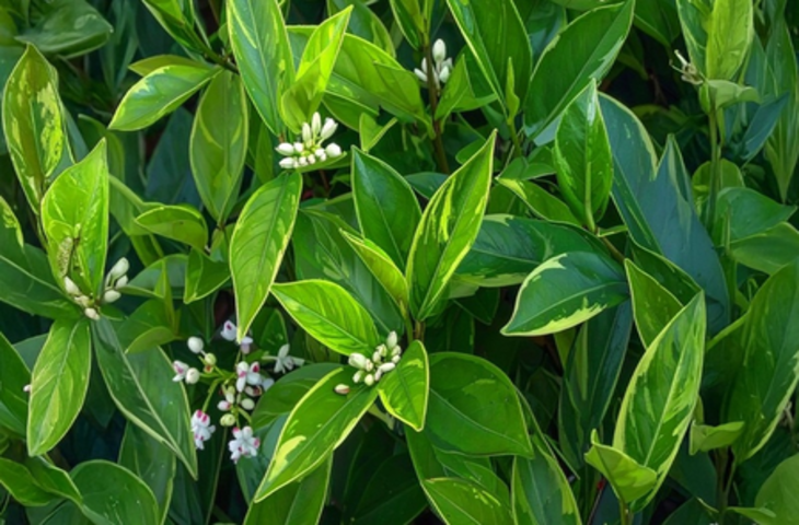 रक्त शुद्धि से लेकर हृदय रोगों के जोखिम को कम करता है कालमेघ, सेवन से पहले जान लें सावधानियां