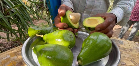गुजरात के किसान दानुभाई ने एवोकाडो खेती से बढ़ाई आय, आधुनिक तकनीक से कमा रहे लाखों रुपये