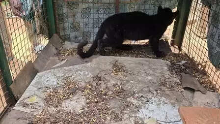 तमिलनाडु: रिहायशी इलाके से रेस्क्यू तेंदुए का शावक पुनर्मिलन प्रयास के दौरान मृत मिला