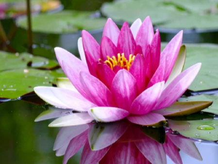 केवल बाहरी सौंदर्य ही नहीं, भीतर स्थिरता और संतुलन लाने में मदद करता है कमल का फूल