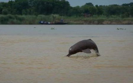 भारत का राष्ट्रीय जलीय जीव : लुप्तप्राय गंगा डॉल्फिन के बारे में कितना जानते हैं आप?