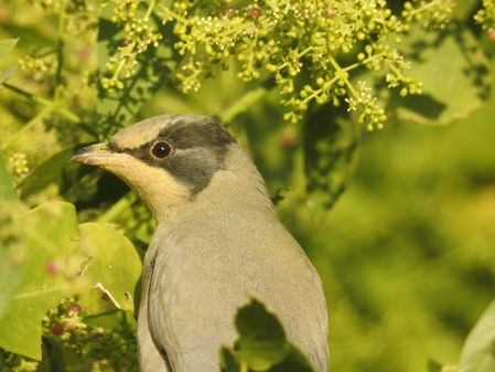 छारी-ढंढ वेटलैंड बना रामसर साइट, ग्रे हाइपोकोलियस बना मुख्य आकर्षण