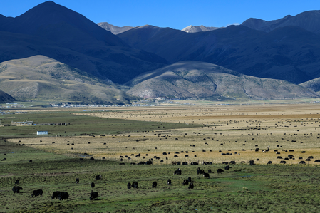 '14वीं पंचवर्षीय योजना' अवधि के दौरान शीत्सांग ने 20.23 लाख हेक्टेयर क्षीण चरागाह को बहाल किया