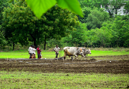 महाराष्ट्र में खरीफ बुआई 59 फीसद तक पहुंची