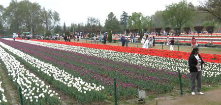 श्रीनगर में बारिश के बावजूद ट्यूलिप गार्डन में पर्यटकों की रौनक, आंकड़े 1.69 लाख के पार पहुंचे