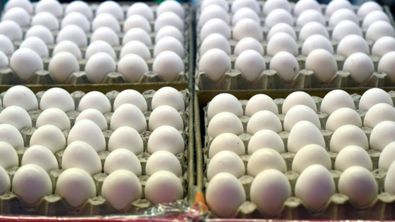 जलवायु परिवर्तन और ऊर्जा के संकट को कम करने में मददगार है अंडे की सफेदी