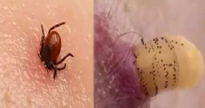 दुनिया के  सबसे छोटे पर खतरनाक कीड़े