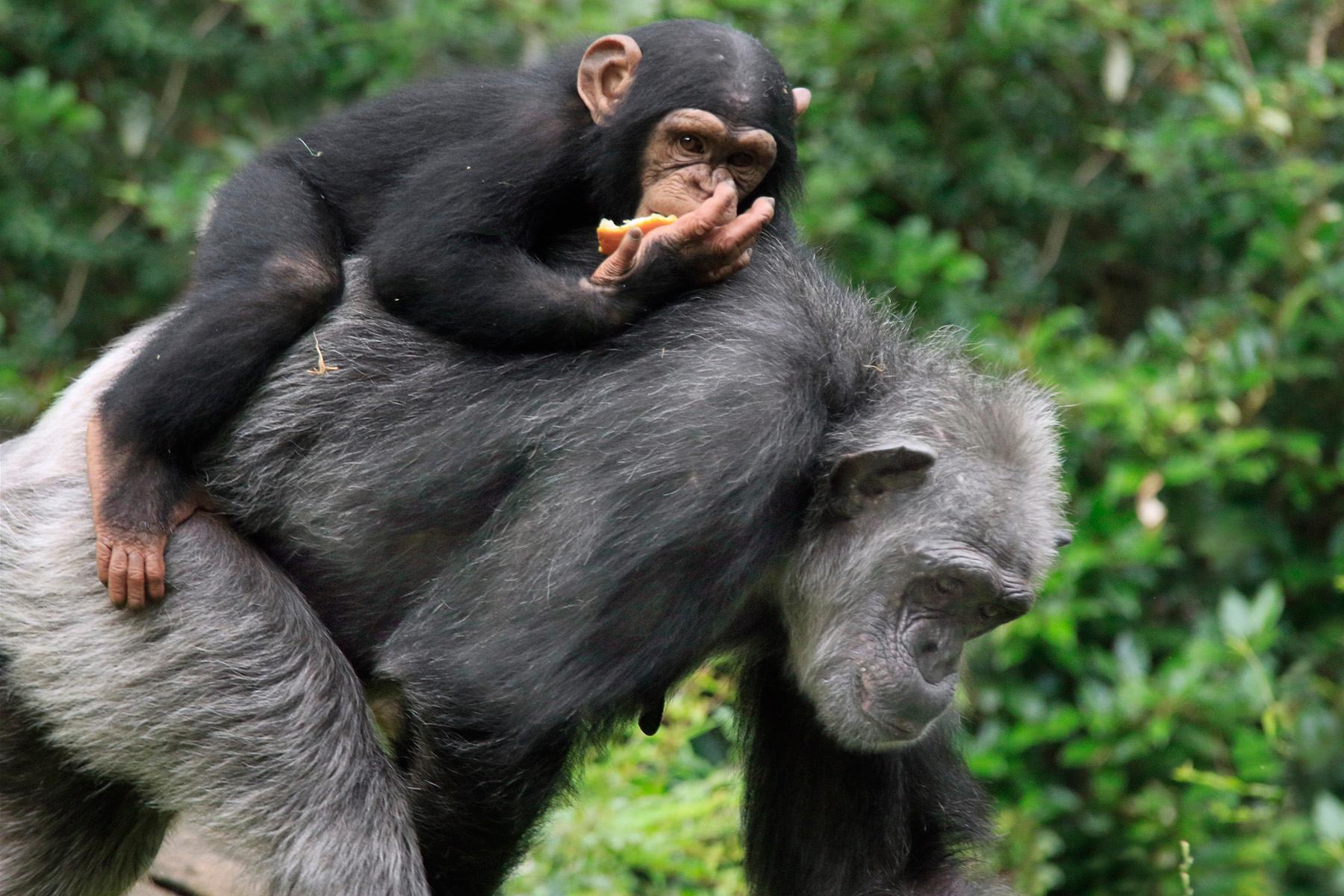 इस कारण से इंसानों जितने चालाक होते है चिंपांजी