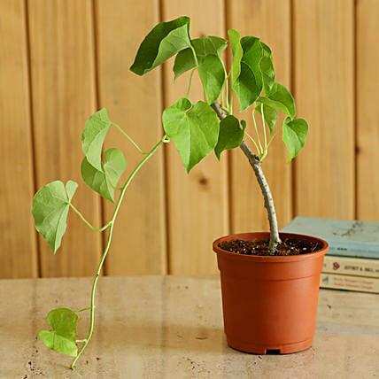 Giloy Benefits: कोरोना-काल में यह पौधा बहुत प्रभावी है, क्या आप जानते हैं?