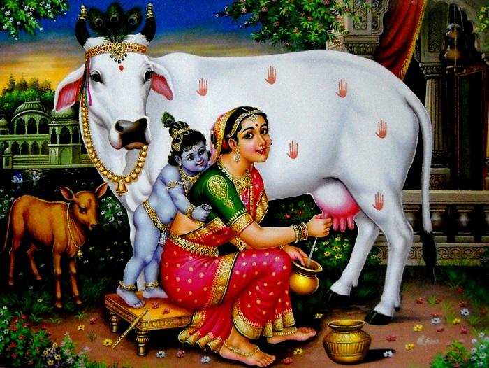 Gopashtami festival: गोपाष्टमी कल, गाय बछड़ों की पूजा से इच्छाएं होती है पूरी