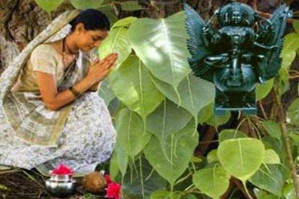 Puja Path: शनिवार के दिन क्यों की जाती है पीपल के पेड़ की पूजा, जानिए
