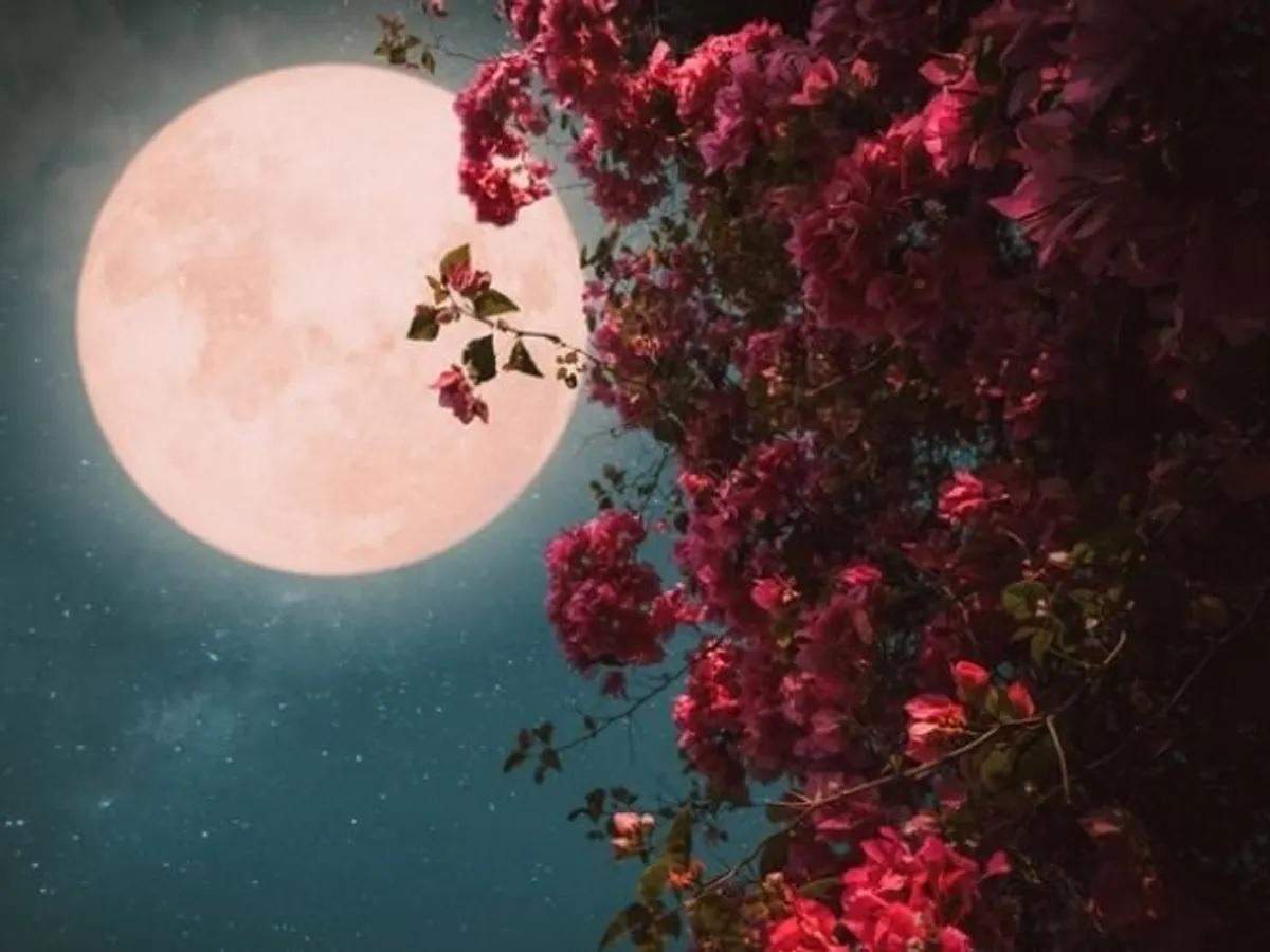 Pink full moon 2024 date time and importance 