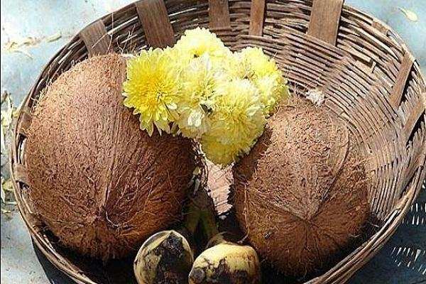 शास्त्रों में बताई नारियल की इन विशेष बातों को नहीं जानते होंगे आप, यहां जाने इन खास बातों को