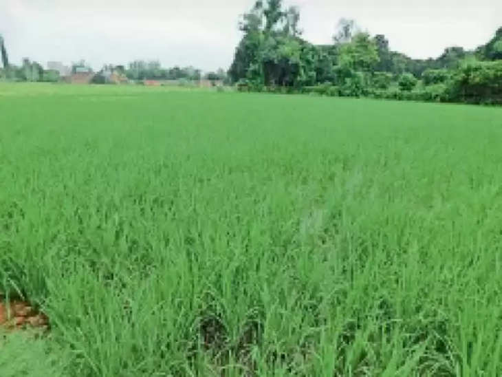 दरभंगा : खेती-किसानी:इस बार जिले में 93 हजार हेक्टेयर में होगी धान की खेती, किसानों को मिल रहा बीज