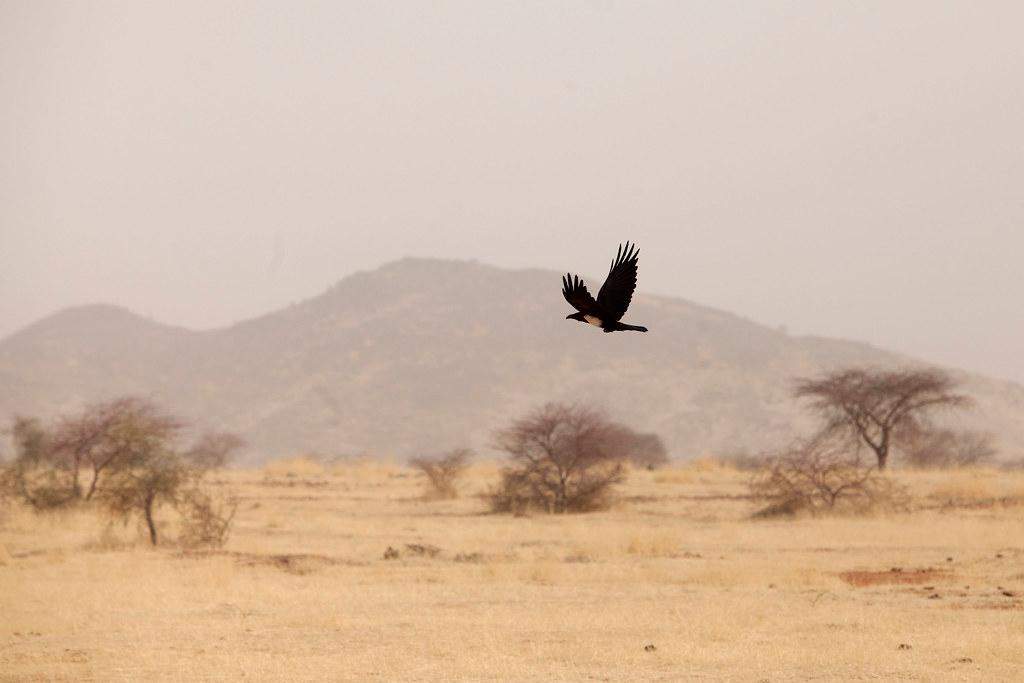 शहरी इलाकों की ओर आकर्षित हो रही अफ्रीका स्थानीय पक्षी की प्रजाति