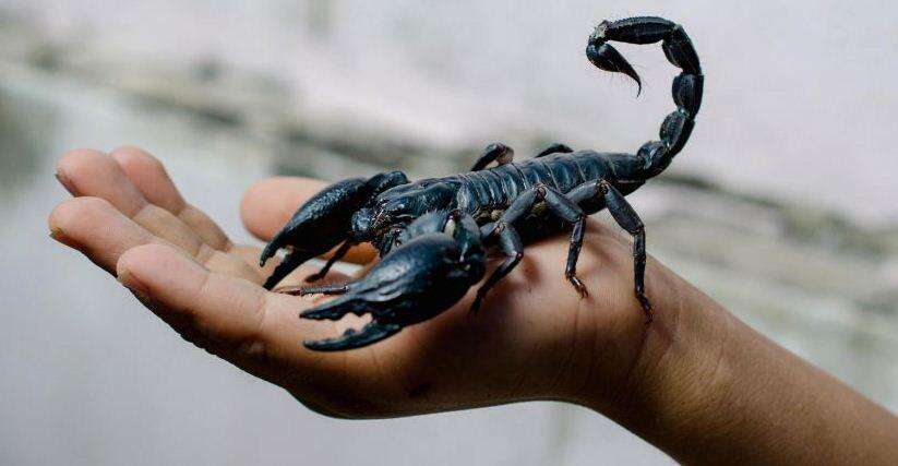 वास्तु के अनुसार बिच्छु से जुङी कुछ मान्यताऐं