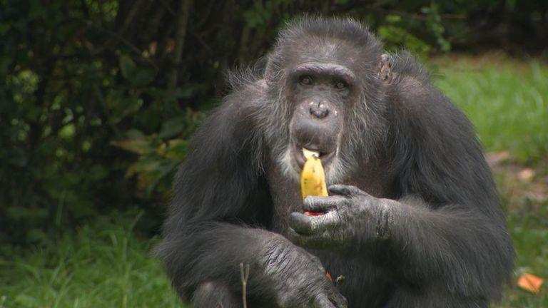 वैज्ञानिकों ने माना, चिंपाजी भी कर सकते है औजारों का बेहतर इस्तेमाल