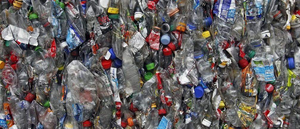 अब प्लास्टिक की बोतल को जलपात्र में बदलेगी यह समुद्री वनस्पति