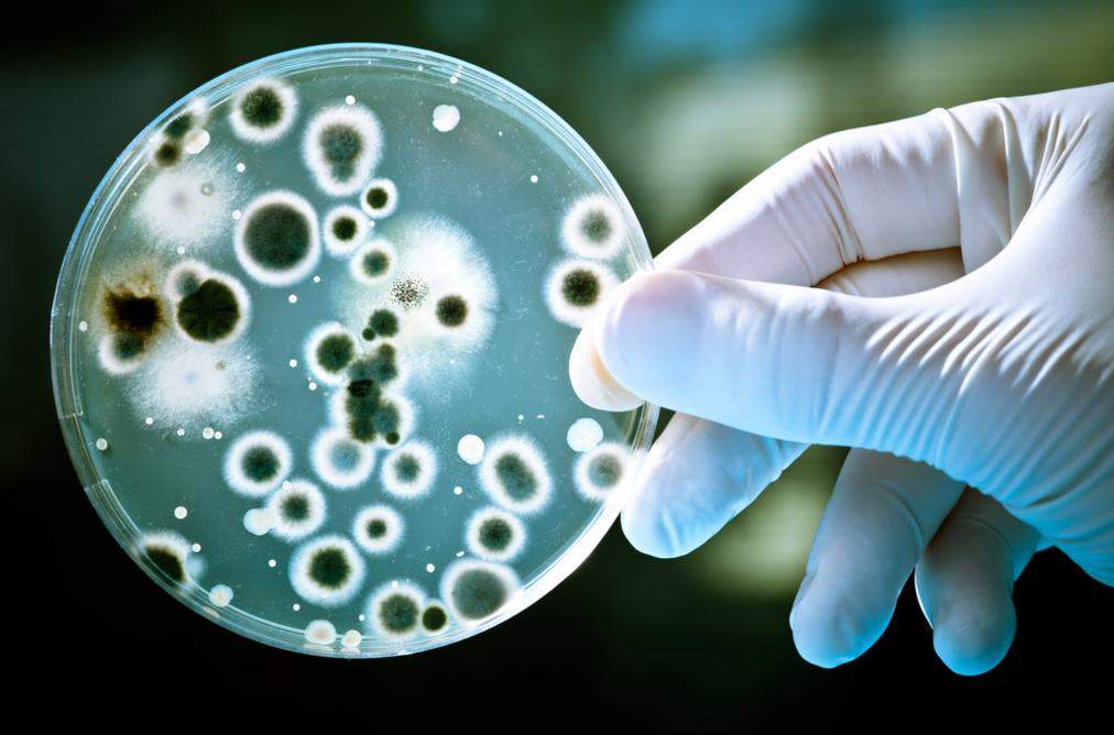 वैज्ञानिकों ने खोज निकाला है ऐसा तरीका जिससे बिना किसी एंटीबायोटिक के खत्म किया जा सकता है बैक्टीरिया, जानिए कैसे ?