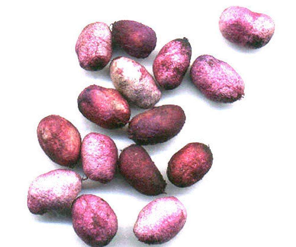 जामुन की गुठली के फायदे, जिनको जान कर आप हो जाएँगे हैरान