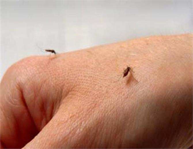 आपके मीठे खून से नहीं बल्कि इन कारणों से ज्यादा काटते हैं मच्छर