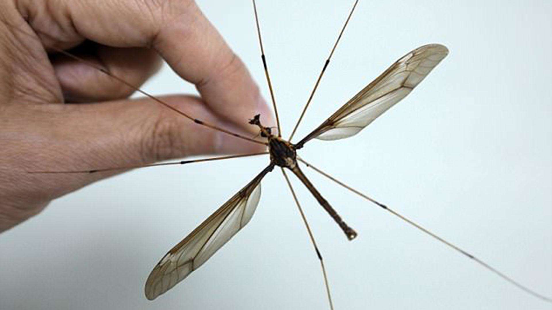 तो ये है दुनिया का सबसे बड़ा मच्छर, इसके पंख इतने बड़े कि रह जाएंगे हैरान