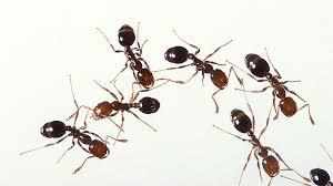 आप भी परेशान है चींटियों के प्रकोप से तो अपनाए यह घरेलू उपाय 