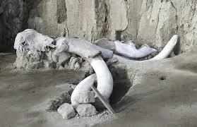 12,000 साल पुराने मानव पैरों के निशान न्यू मैक्सिको में मिले