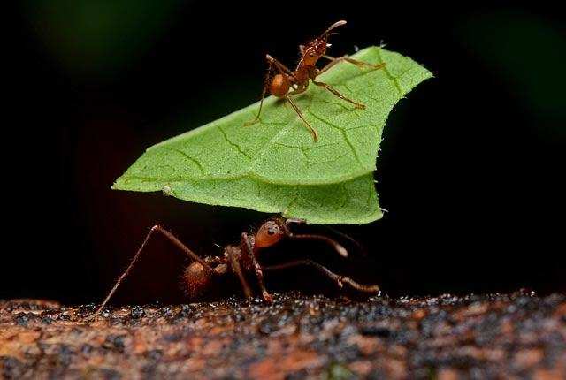 बीमार होने पर चींटियां पर लेती है छुट्टी, वैज्ञानिकों ने किया खुलासा