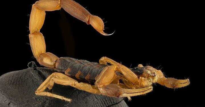 वास्तु के अनुसार बिच्छु से जुङी कुछ मान्यताऐं